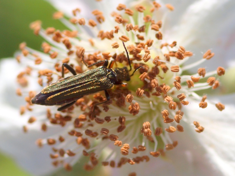 Coleoptera Oedemeridae